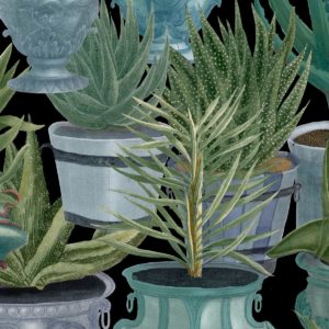 Mind The Gap Echeveria wallpaper