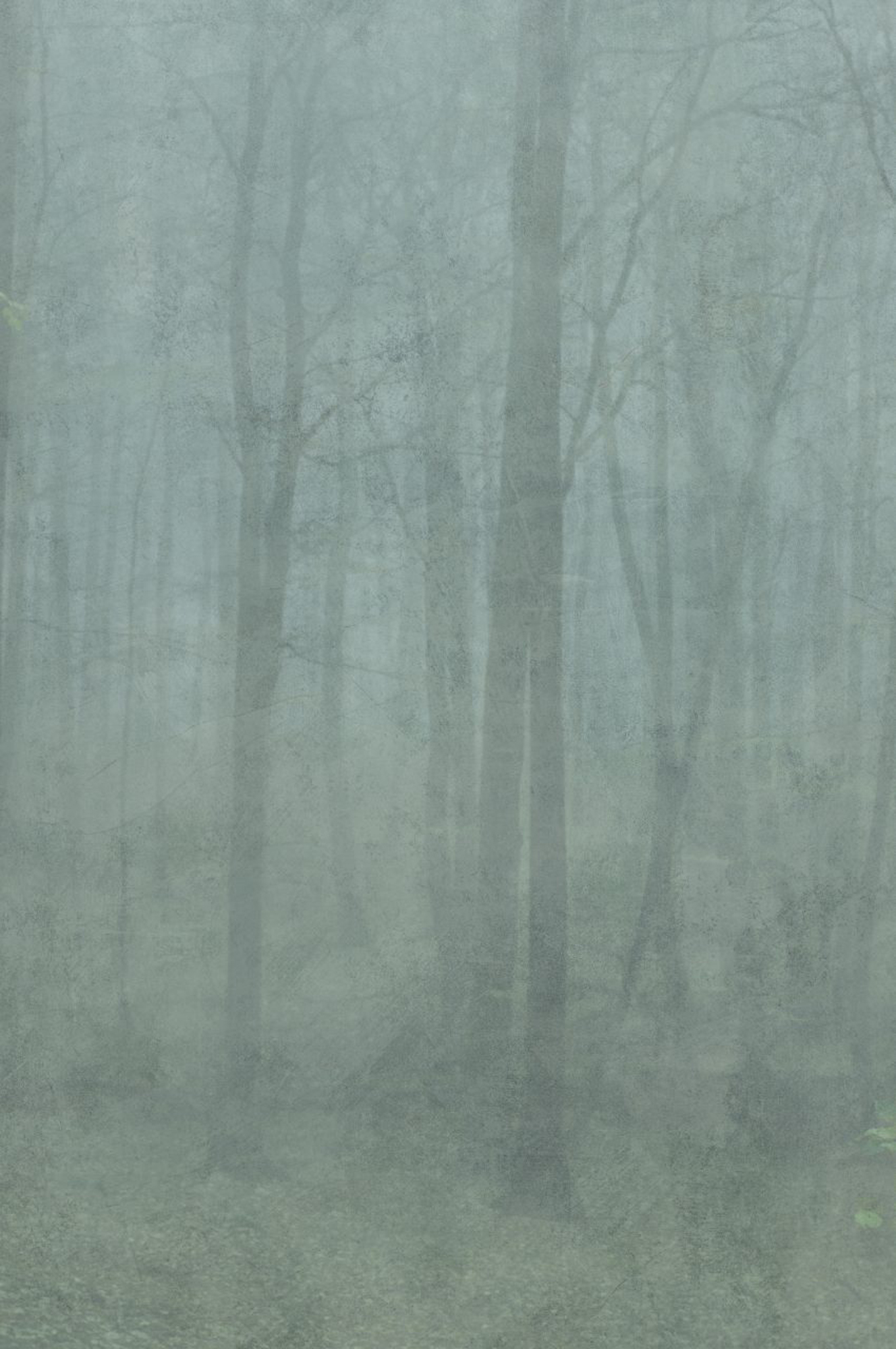 Sandberg Wallpaper Jordnära Skog forest green