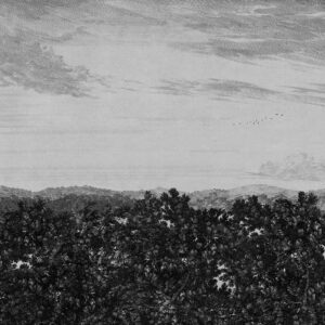 Sandberg Wallpaper Löfstad Oak view graphite